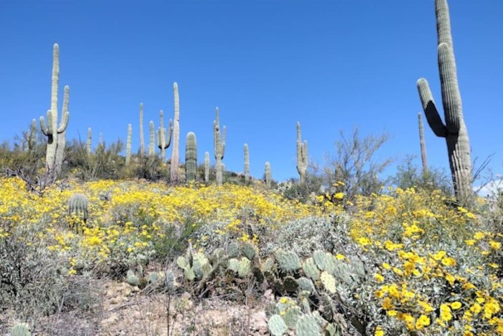 Вілла Tucson Mnt Foothills Saguaro Bliss Екстер'єр фото